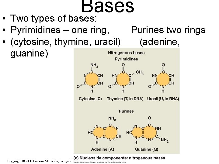 Bases • Two types of bases: • Pyrimidines – one ring, • (cytosine, thymine,