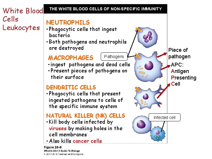 White Blood THE WHITE BLOOD CELLS OF NON-SPECIFIC IMMUNITY Cells NEUTROPHILS Leukocytes • Phagocytic
