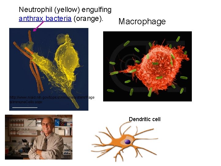 Neutrophil (yellow) engulfing anthrax bacteria (orange). Macrophage http: //www. niaid. nih. gov/topics/immunesystem/Page s/immune. Cells.