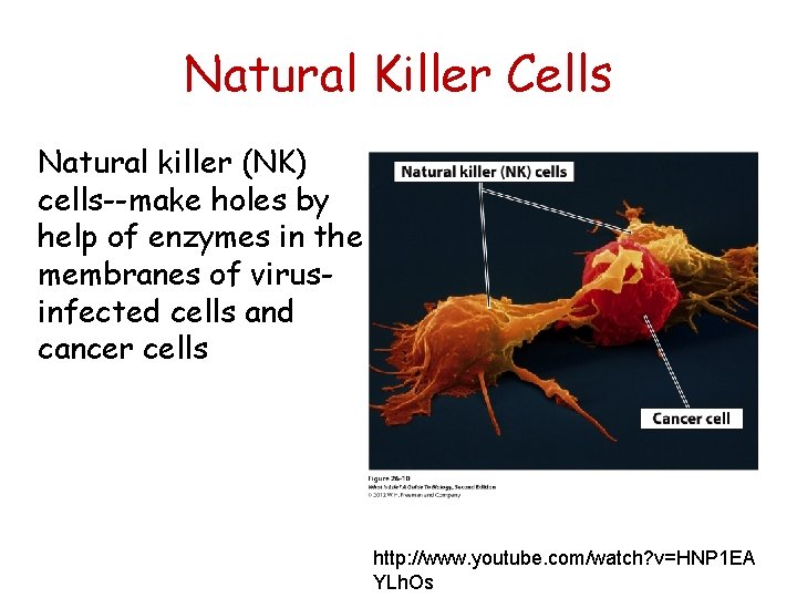Natural Killer Cells Natural killer (NK) cells--make holes by help of enzymes in the