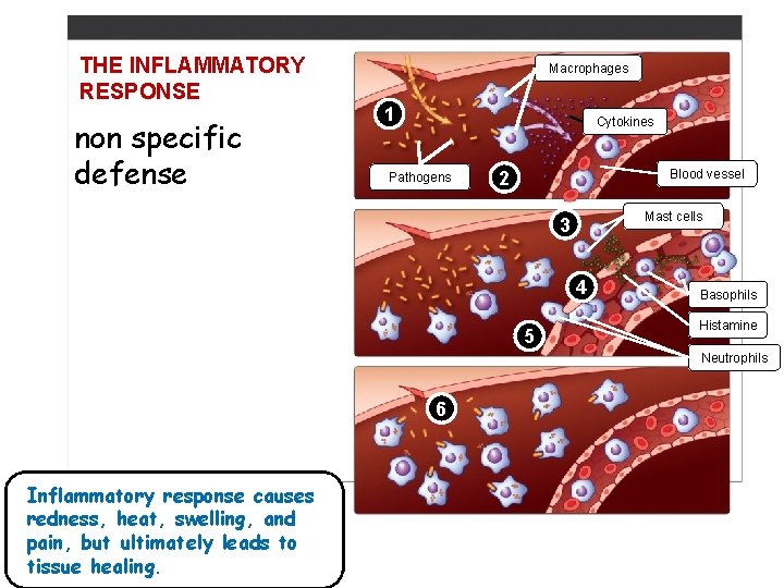 THE INFLAMMATORY RESPONSE non specific defense Macrophages 1 Cytokines Pathogens Blood vessel 2 Mast