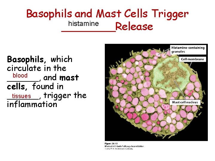 Basophils and Mast Cells Trigger histamine ____Release Basophils, which circulate in the blood ______,