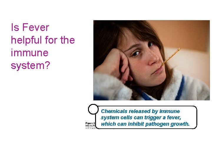 Is Fever helpful for the immune system? Chemicals released by immune system cells can
