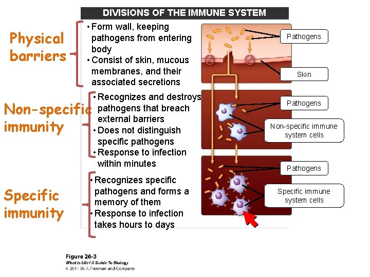 Physical barriers DIVISIONS OF THE IMMUNE SYSTEM • Form wall, keeping pathogens from entering