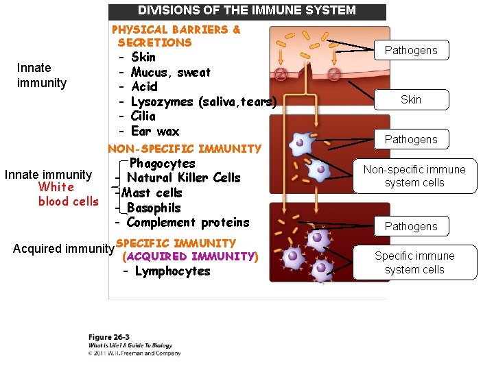 DIVISIONS OF THE IMMUNE SYSTEM PHYSICAL BARRIERS & SECRETIONS Innate immunity - Skin Mucus,