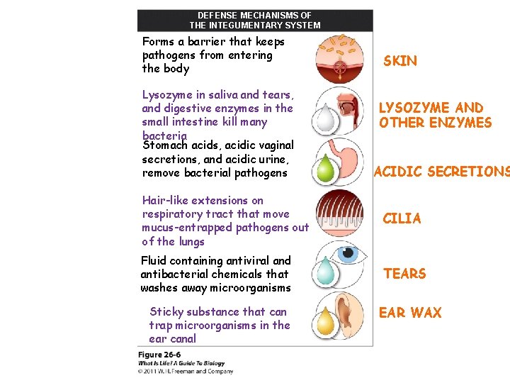DEFENSE MECHANISMS OF THE INTEGUMENTARY SYSTEM Forms a barrier that keeps pathogens from entering