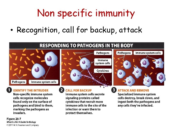 Non specific immunity • Recognition, call for backup, attack 