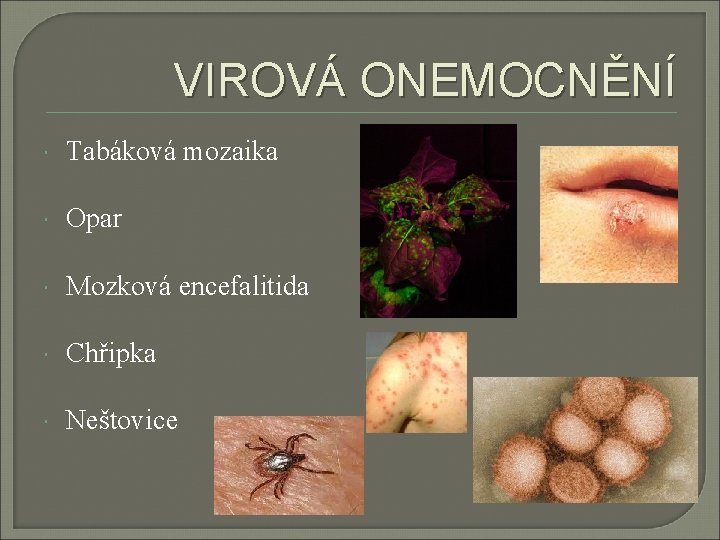 VIROVÁ ONEMOCNĚNÍ Tabáková mozaika Opar Mozková encefalitida Chřipka Neštovice 