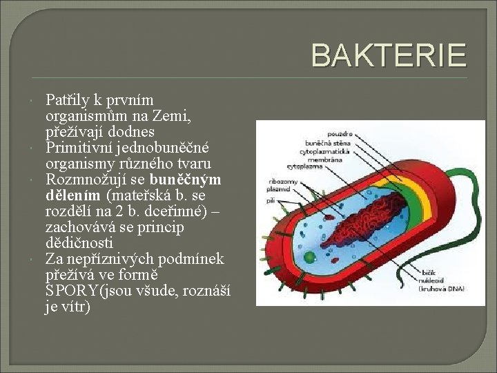 BAKTERIE Patřily k prvním organismům na Zemi, přežívají dodnes Primitivní jednobuněčné organismy různého tvaru