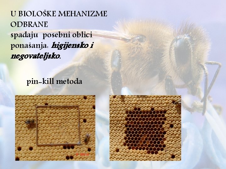 U BIOLOŠKE MEHANIZME ODBRANE spadaju posebni oblici ponašanja: higijensko i negovateljsko. pin-kill metoda 