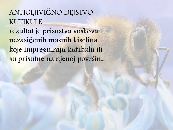 ANTIGLJIVIČNO DEJSTVO KUTIKULE rezultat je prisustva voskova i nezasićenih masnih kiselina koje impregniraju kutikulu