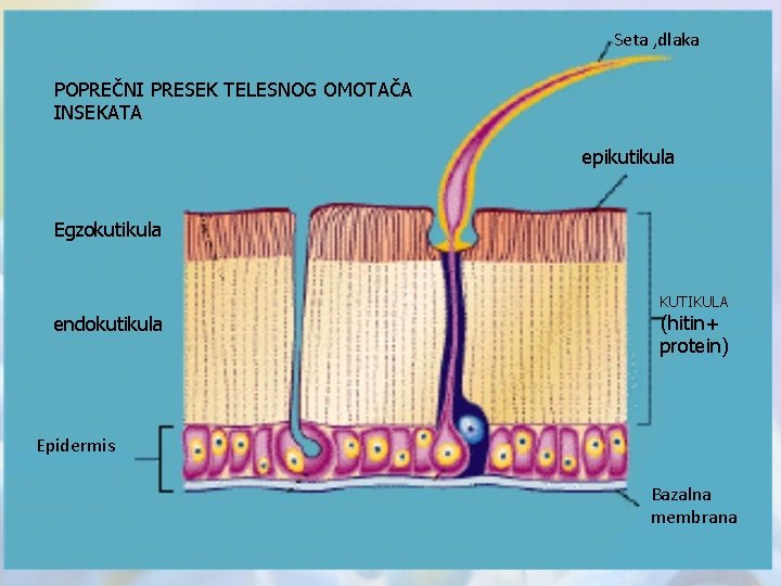 Seta , dlaka POPREČNI PRESEK TELESNOG OMOTAČA INSEKATA epikutikula Egzokutikula KUTIKULA endokutikula (hitin+ protein)