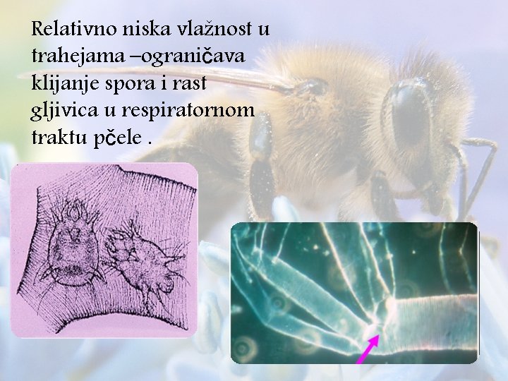 Relativno niska vlažnost u trahejama –ograničava klijanje spora i rast gljivica u respiratornom traktu