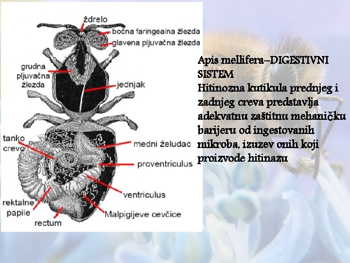 Apis mellifera–DIGESTIVNI SISTEM Hitinozna kutikula prednjeg i zadnjeg creva predstavlja adekvatnu zaštitnu mehaničku barijeru