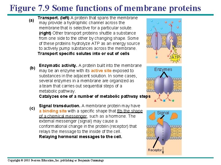 Figure 7. 9 Some functions of membrane proteins (a) (b) (c) Transport. (left) A