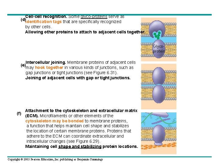 Cell-cell recognition. Some glyco-proteins serve as (d)identification tags that are specifically recognized by other