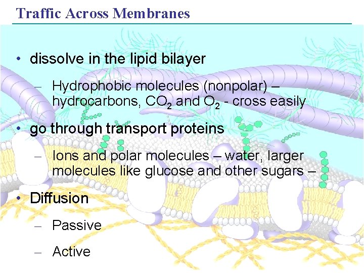 Traffic Across Membranes • dissolve in the lipid bilayer – Hydrophobic molecules (nonpolar) –