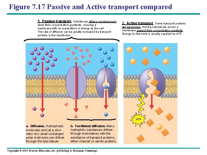 Figure 7. 17 Passive and Active transport compared 1. Passive transport. Substances diffuse spontaneously