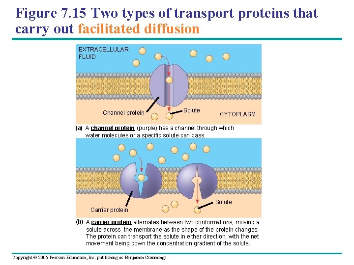 Figure 7. 15 Two types of transport proteins that carry out facilitated diffusion EXTRACELLULAR