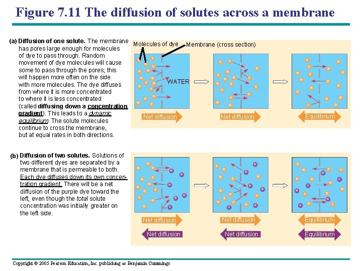 Figure 7. 11 The diffusion of solutes across a membrane (a) Diffusion of one