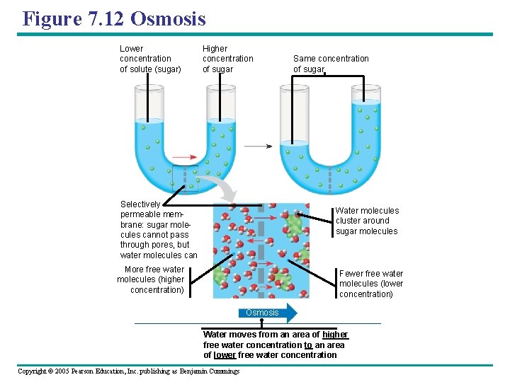 Figure 7. 12 Osmosis Lower concentration of solute (sugar) Higher concentration of sugar Same