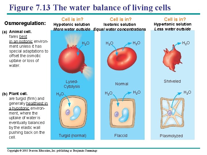 Figure 7. 13 The water balance of living cells Osmoregulation: (a) Animal cell. fares