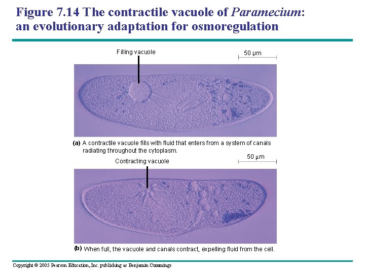 Figure 7. 14 The contractile vacuole of Paramecium: an evolutionary adaptation for osmoregulation Filling