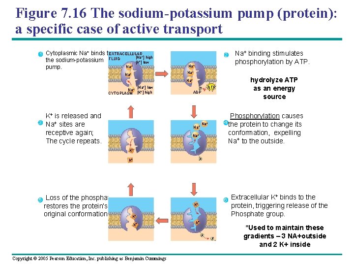 Figure 7. 16 The sodium-potassium pump (protein): a specific case of active transport 1