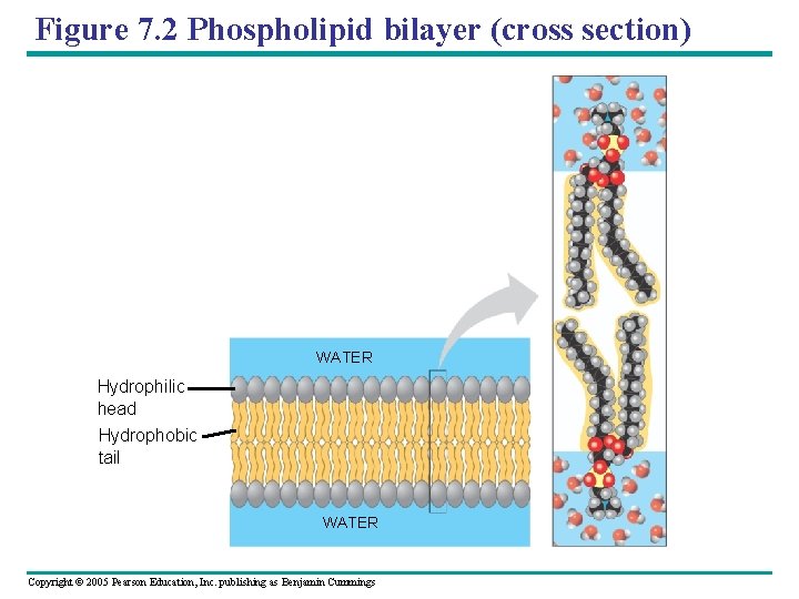 Figure 7. 2 Phospholipid bilayer (cross section) WATER Hydrophilic head Hydrophobic tail WATER Copyright