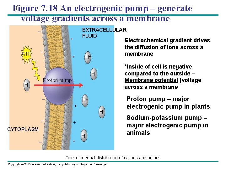 Figure 7. 18 An electrogenic pump – generate voltage gradients across a membrane EXTRACELLULAR