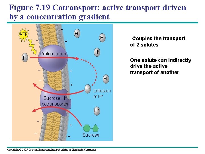 Figure 7. 19 Cotransport: active transport driven by a concentration gradient – ATP –