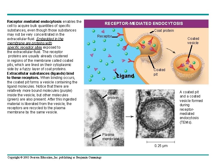 Receptor-mediated endocytosis enables the cell to acquire bulk quantities of specific substances, even though