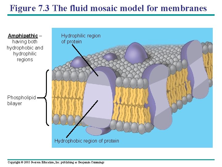 Figure 7. 3 The fluid mosaic model for membranes Amphipathic – having both hydrophobic