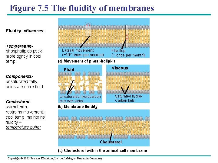 Figure 7. 5 The fluidity of membranes Fluidity influences: Temperaturephospholipids pack more tightly in