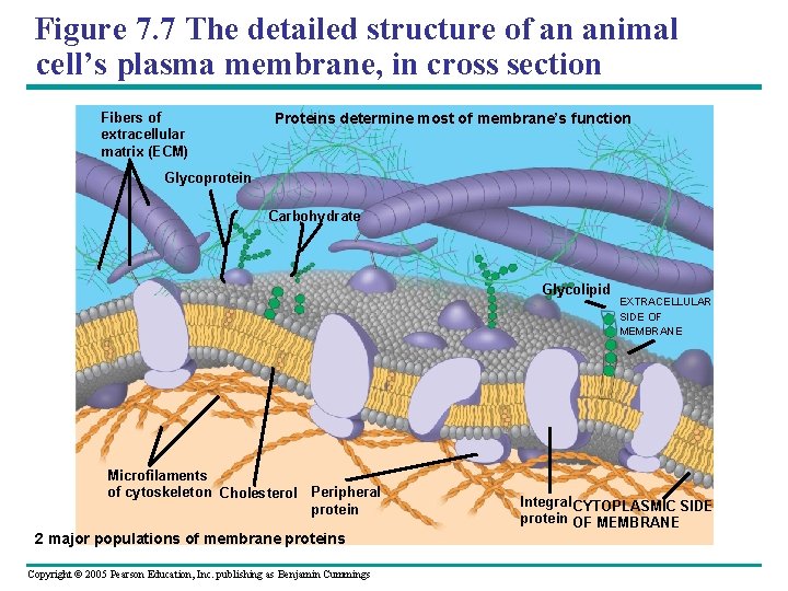 Figure 7. 7 The detailed structure of an animal cell’s plasma membrane, in cross