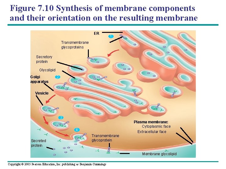 Figure 7. 10 Synthesis of membrane components and their orientation on the resulting membrane