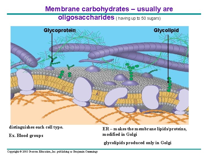 Membrane carbohydrates – usually are oligosaccharides ( having up to 50 sugars) Glycoprotein distinguishes