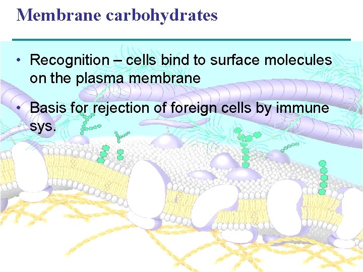 Membrane carbohydrates • Recognition – cells bind to surface molecules on the plasma membrane