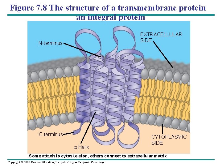 Figure 7. 8 The structure of a transmembrane protein an integral protein EXTRACELLULAR SIDE