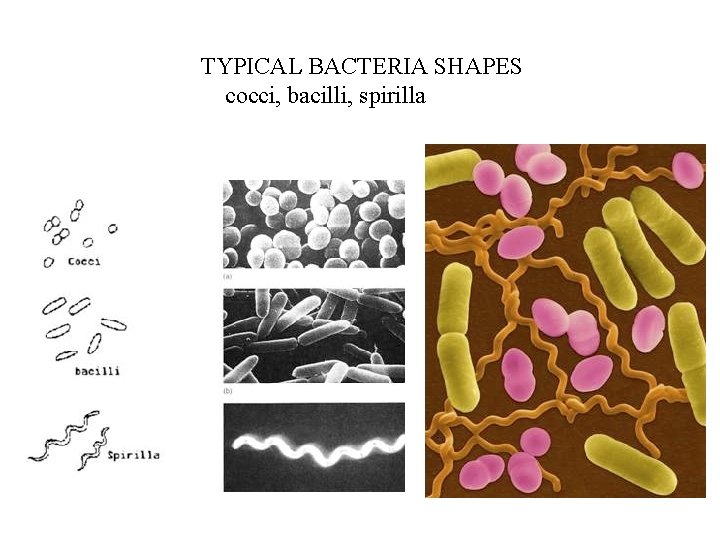 TYPICAL BACTERIA SHAPES cocci, bacilli, spirilla 