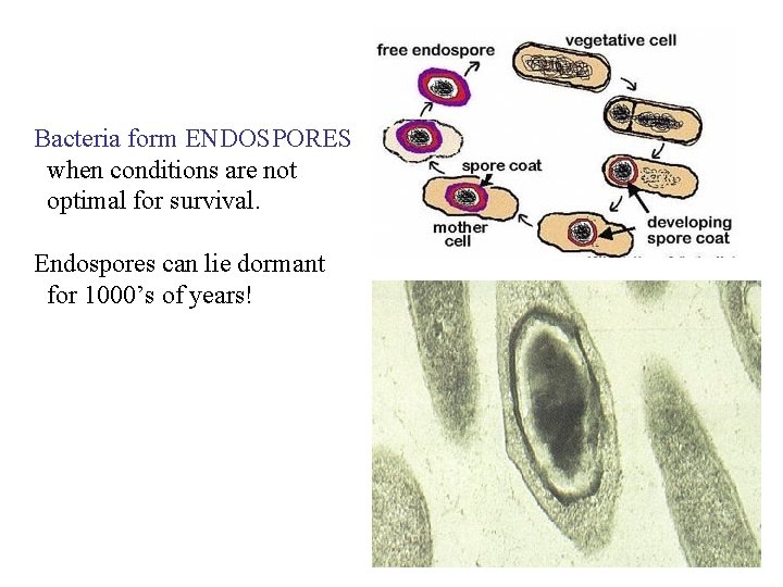 Bacteria form ENDOSPORES when conditions are not optimal for survival. Endospores can lie dormant