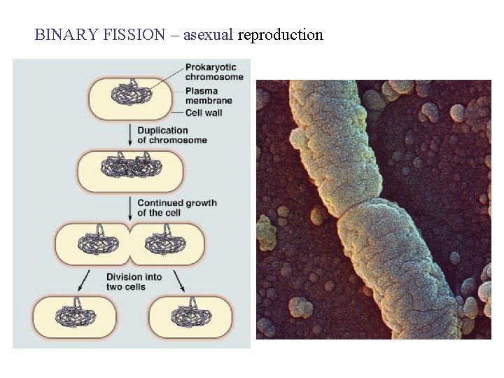 BINARY FISSION – asexual reproduction 