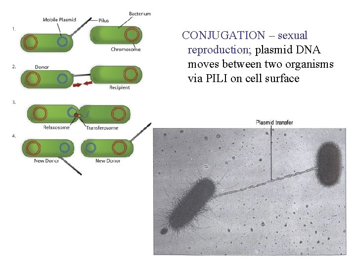 CONJUGATION – sexual reproduction; plasmid DNA moves between two organisms via PILI on cell