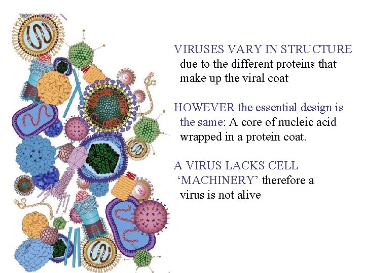 VIRUSES VARY IN STRUCTURE due to the different proteins that make up the viral