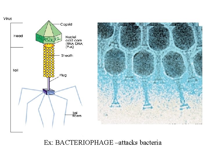 Ex: BACTERIOPHAGE –attacks bacteria 