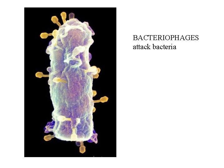 BACTERIOPHAGES attack bacteria 