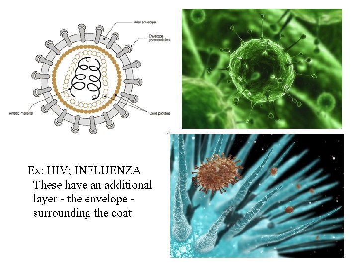 Ex: HIV; INFLUENZA These have an additional layer - the envelope surrounding the coat