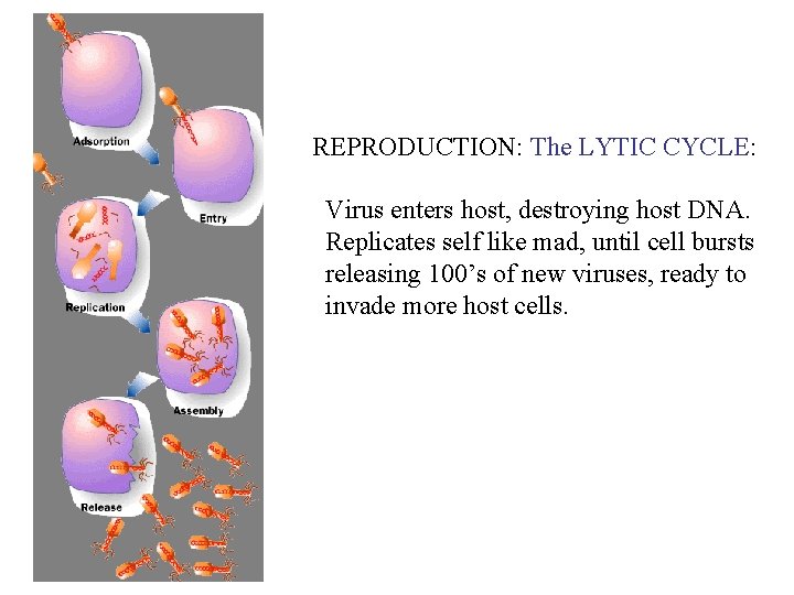 REPRODUCTION: The LYTIC CYCLE: Virus enters host, destroying host DNA. Replicates self like mad,