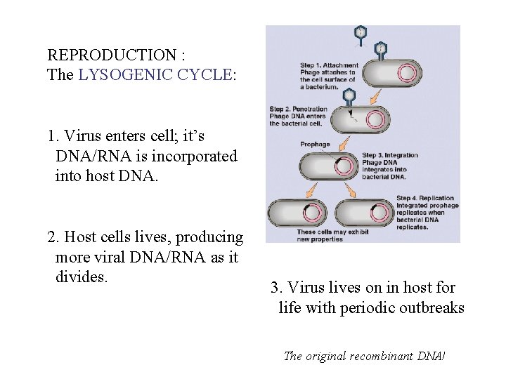 REPRODUCTION : The LYSOGENIC CYCLE: 1. Virus enters cell; it’s DNA/RNA is incorporated into
