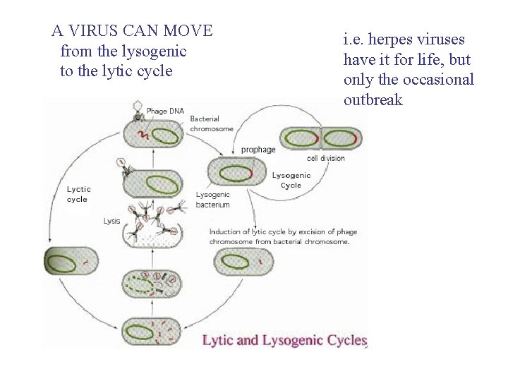 A VIRUS CAN MOVE from the lysogenic to the lytic cycle i. e. herpes